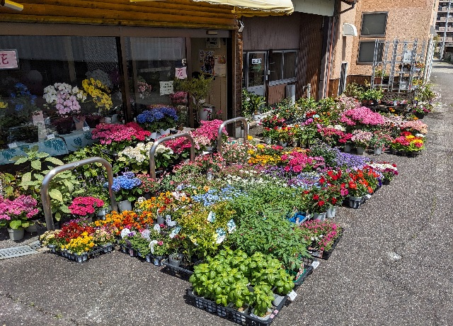 豊明市阿野町にある、花屋さん「フラワーインパクト」へ行ってきました