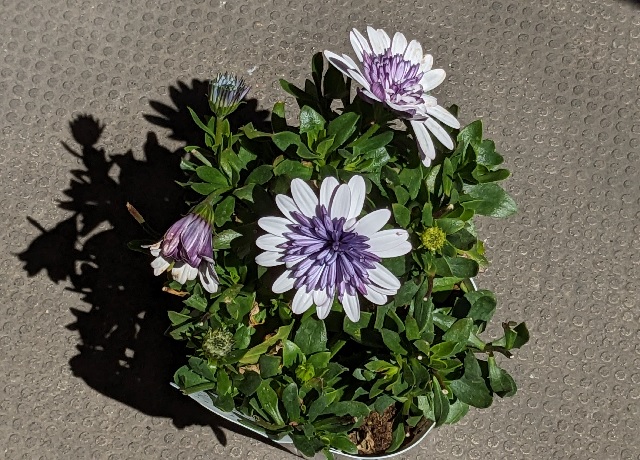 花屋花苗